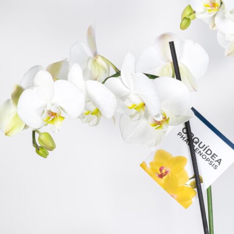 bombonera orquidea blanca