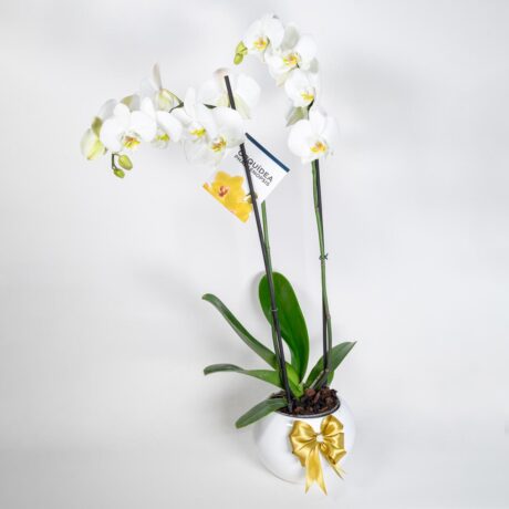 bombonera orquidea blanca