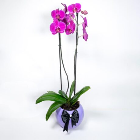 bombonera orquidea purpura