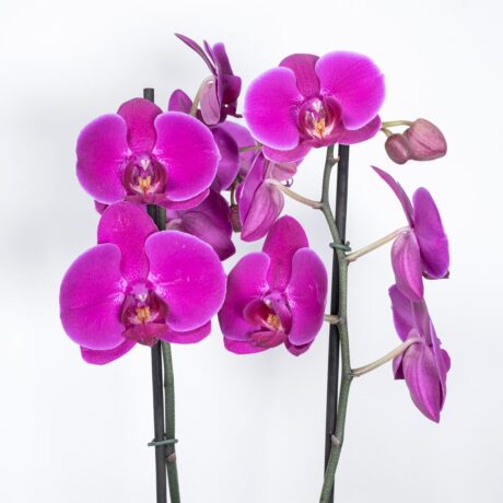 bombonera orquidea purpura