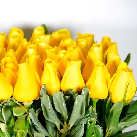 rosas amarillas cerradas