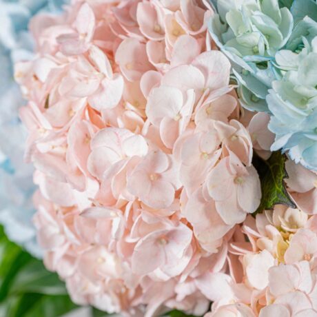 jarron de hortensias de colores