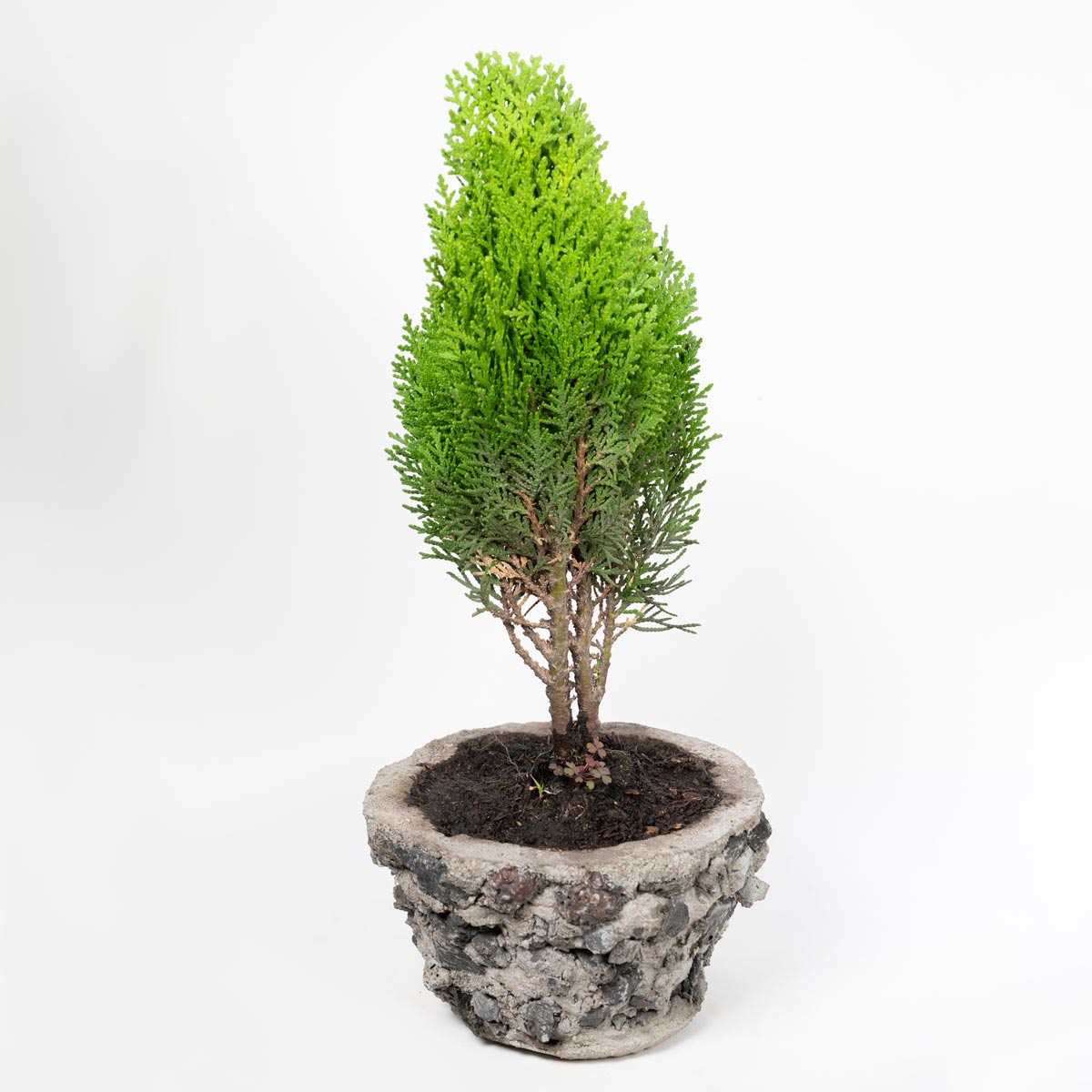 Bonsái Pino Libro Dorado