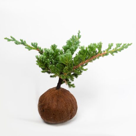 Bonsáii Pino Rastrero Mini Koke