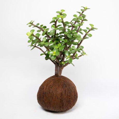 Bonsái Jade Mini Kokedamas