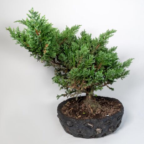 Bonsái Pino Rastrero