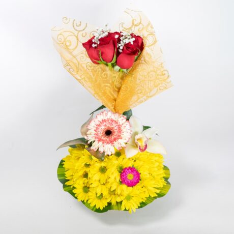 MARGARITA GERBERA ROSAS