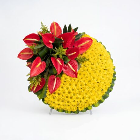 margaritas anturios dracena