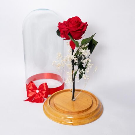 Rosa Preservada Roja