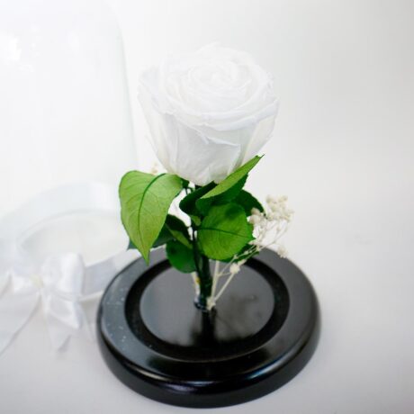 Preservada Mini Blanca