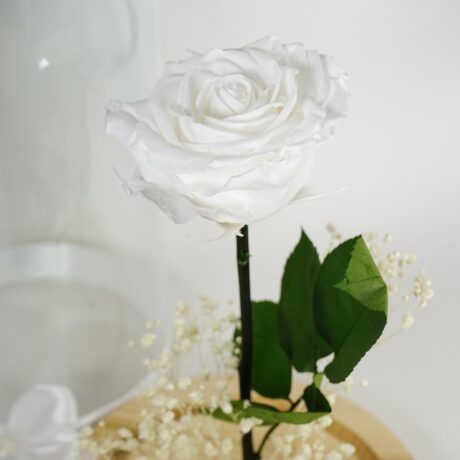 Rosa Preservada Blanca