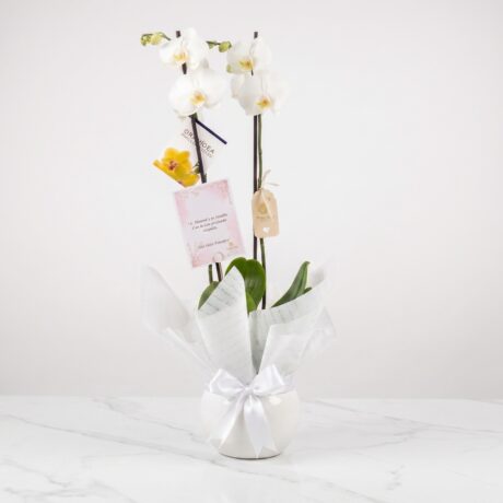 rosas-bombonera