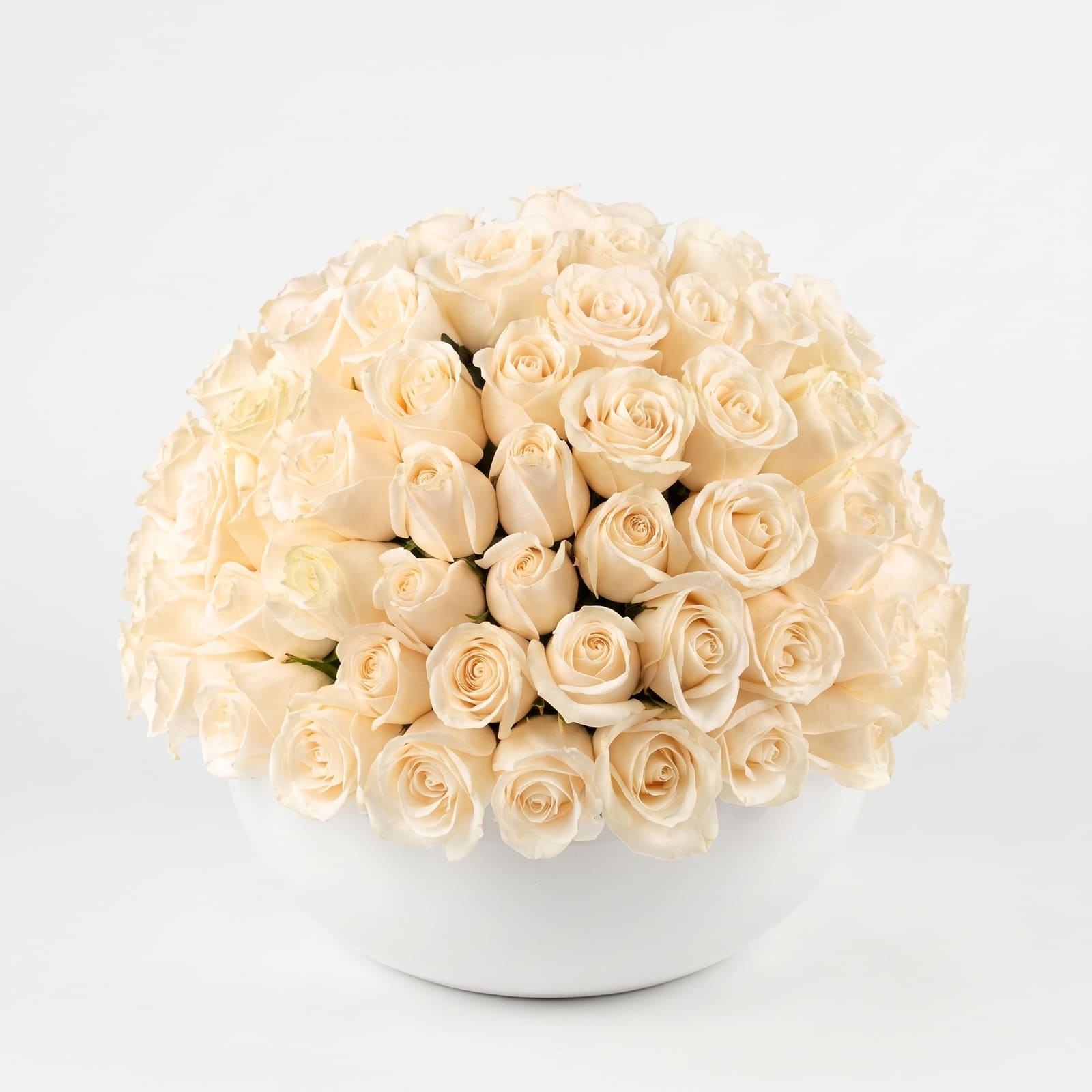 rosas-blancas