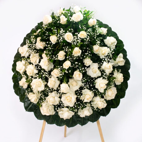 rosas-blancas